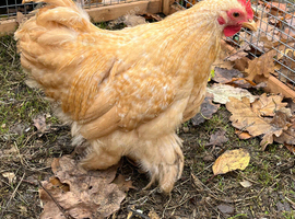 14 week old buff/lemon cockerel