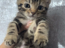 maine-coon x British shorthair