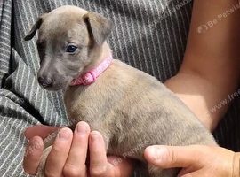KC registered- True to type whippets