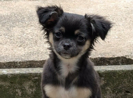 6 month old Chihuahua girl