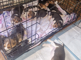 Beagle puppies