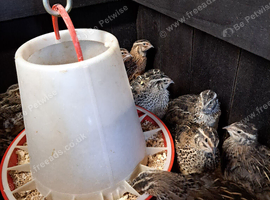 Japanese courtnix jumbo quails