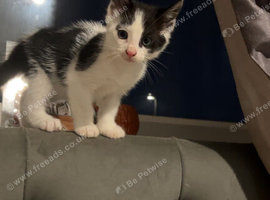 Kitten