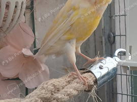 Various quality canaries