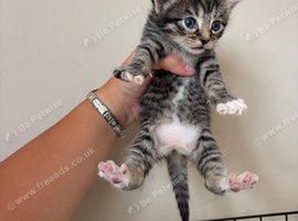 Kittens