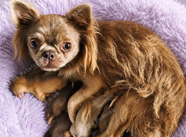 4, Tiny Stunningly Beautiful Chihuahua Boys