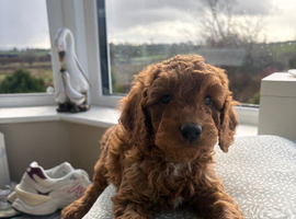 Lovely cockapoo pups