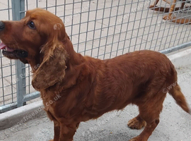Cocker Spaniel Dog in Northern Ireland