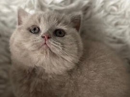 STUNNING PEDIGREE BRITISH SHORTHAIRS