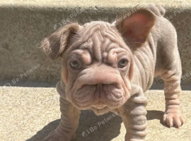 French Bulldog Puppies