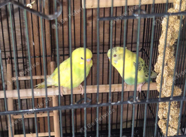 2 lovely budgies