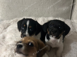 Mauxie ( Miniature Dachshund x Maltese )