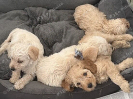 Cavapoochon x puppies