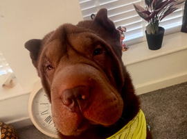 STUD ONLY Shar pei