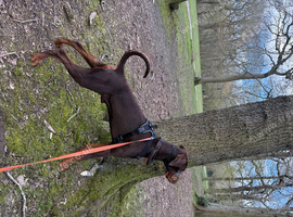 Male Dobermann for Stud