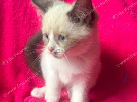 Kittens female ready now
