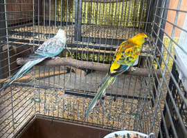 Pair mutation redrumps