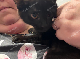 2 female black kittens