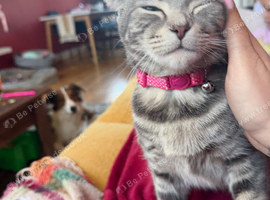 Cookie- grey tabby Scottish fold
