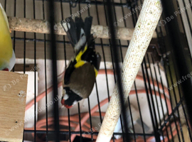 Female goldfinch young bird