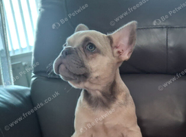 French bulldog pups (kc reg )
