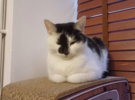 KITTY MINX IS MISSING