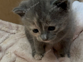 Beautiful kittens mixed breed