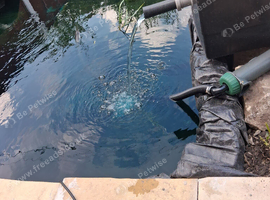 All types of pond fish wanted cash waiting