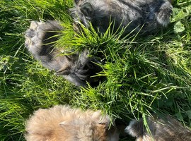 2 lion head bunnies for sale