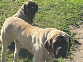 Kc reg Old English mastiff puppies