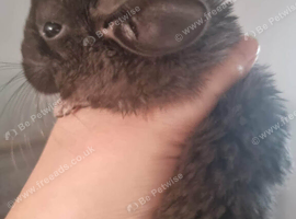 Black Male Chinchilla Kits Ready To Leave Now