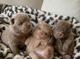 Amazing lilac girls russian line pomeranians