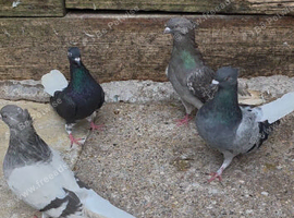Iranian pigeons