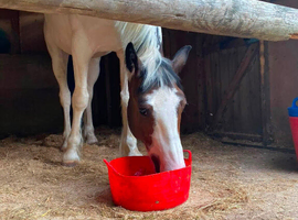 Companion skewbald sweet gelding