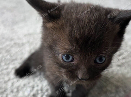 British shorthair x