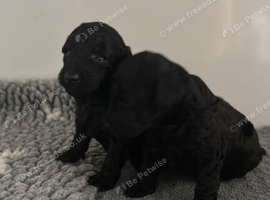 KC Toy poodles