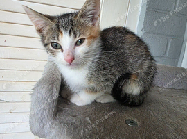 1 adorable kitten available