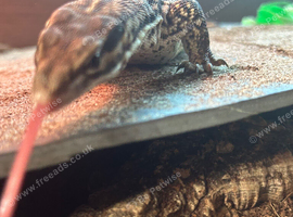 Ackie monitor