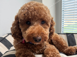Toy poodle