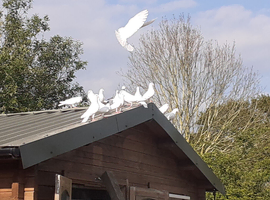 White Garden Doves