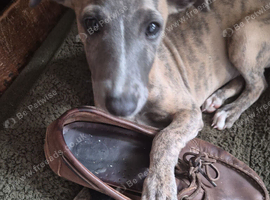 Toby the whippet