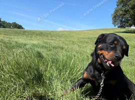 Male rottweiler for sale