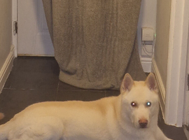 6 year old husky for rehoming