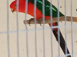 Male Australian King Parrot