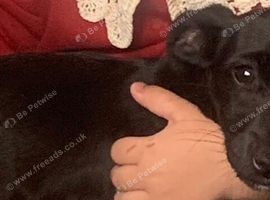 Sad sale of holly our beautiful patterdale cross Jackrussell