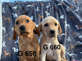 KC Labrador Retriever puppies