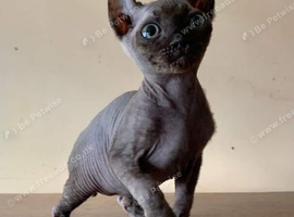 Rare Odd eyed parent shpynx kittens.