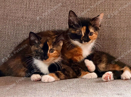 Two female kittens for sale
