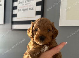 2 Adorable Cockapoo Puppies Looking for Their Forever Homes!