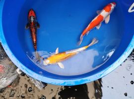 koi high grade from &pound;5 see pics